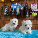 Toy Poodle Irkı Hakkında Bilgiler ve Eğitimi