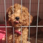 Burkem Köpek Çiftliğinden Satılık Toy Poodle Yavruları