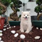 Burkem Köpek Çiftliğinden Sevimli Samoyed Yavruları Satışta!