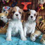 Burkem Köpek Çiftliğinden Satılık Cavalier King Charles Yavruları