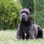 Cane Corso Köpekleri: Eğitimde Dikkat Edilmesi Gerekenler ve Bilmeniz Gerekenler