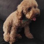 Bahçede Beslenebilecek 10 Tane Köpek Irkı Hangileridir?