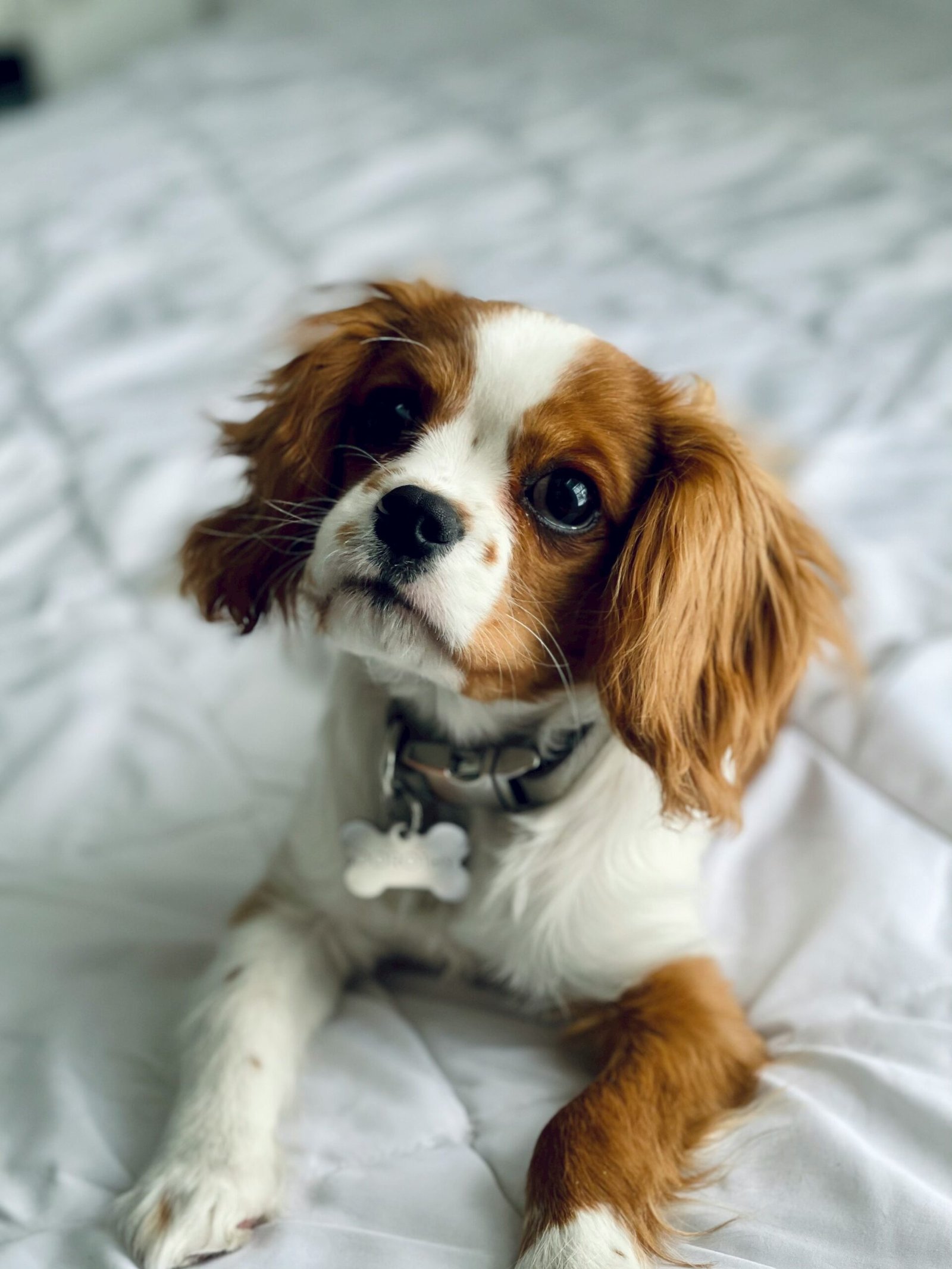 Burkem Köpek Çiftliğinden Satılık Cavalier King Charles Yavruları