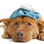 Yavru Köpeklerde Kalça Çıkıklığı Nasıl Anlaşılır?