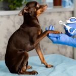 Köpeğinizdeki Egzamayı Nasıl Anlarsınız?