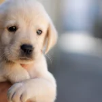 Yavru Köpeklerde Kalça Çıkıklığı Nasıl Anlaşılır?