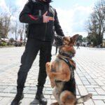 Köpeklerin Parkinson ve Diğer Nörolojik Hastalıkların Tedavisindeki Potansiyeli