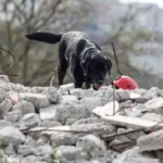 Bekçilik Yapmaya Uygun Köpek Irkları ve Özellikleri