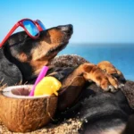 Köpeklerle Bağ Kurmanın Psikolojik Etkileri