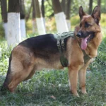 Köpeklerin Öğrenme ve Bellek İyileştirmesi Üzerindeki Etkileri