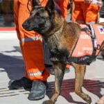 Köpeklerin Kanser ve Diğer Hastalıkların Erken Teşhisindeki Yetenekleri