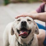 Köpeklerin İnsan Bağışıklık Sistemi Üzerindeki Etkileri ve Bağışıklık Yanıtlarının Modülasyonu