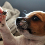 Köpeklerin Kanser ve Diğer Hastalıkların Erken Teşhisindeki Yetenekleri