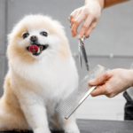 Köpekler Aldıkları Eğitimi Zaman Geçtikten Sonra Unutur Mu?