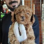 Burkem Köpek Çiftliği’nde Özel Yavrular: Toy Poodle!