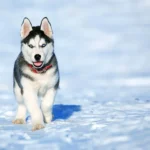 Samoyed’in Çalışma Yeteneği ve Geçmişteki Rolü