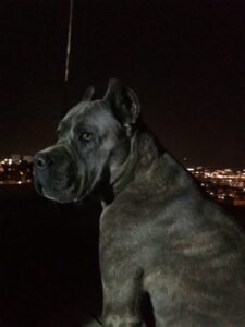 büyük köpek ırkları