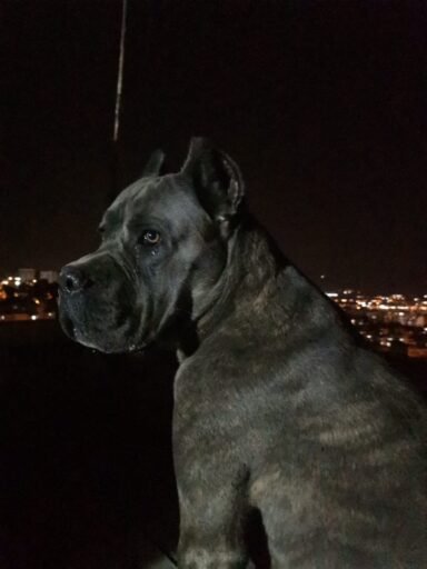 büyük köpek ırkları