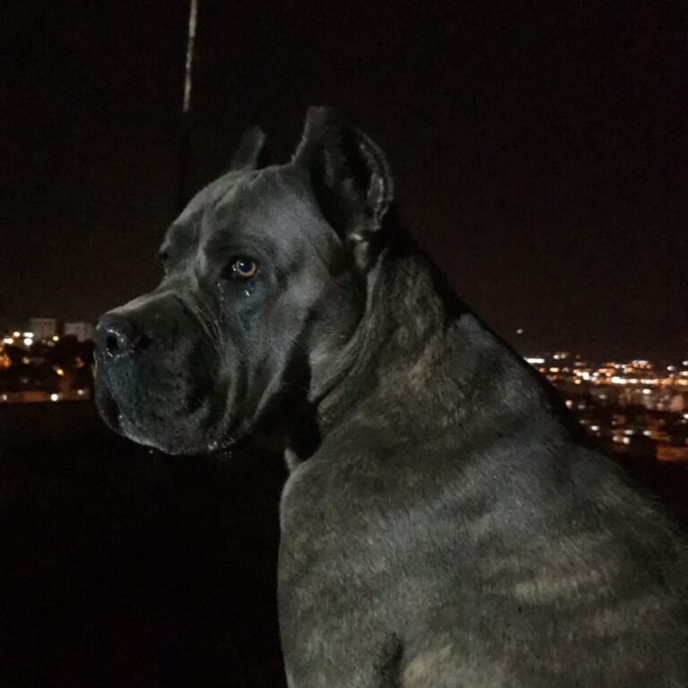 büyük köpek ırkları