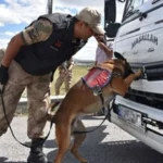 Köpeklerin Çevreye Etkileri ve Hayvan Hakları Açısından Önemi