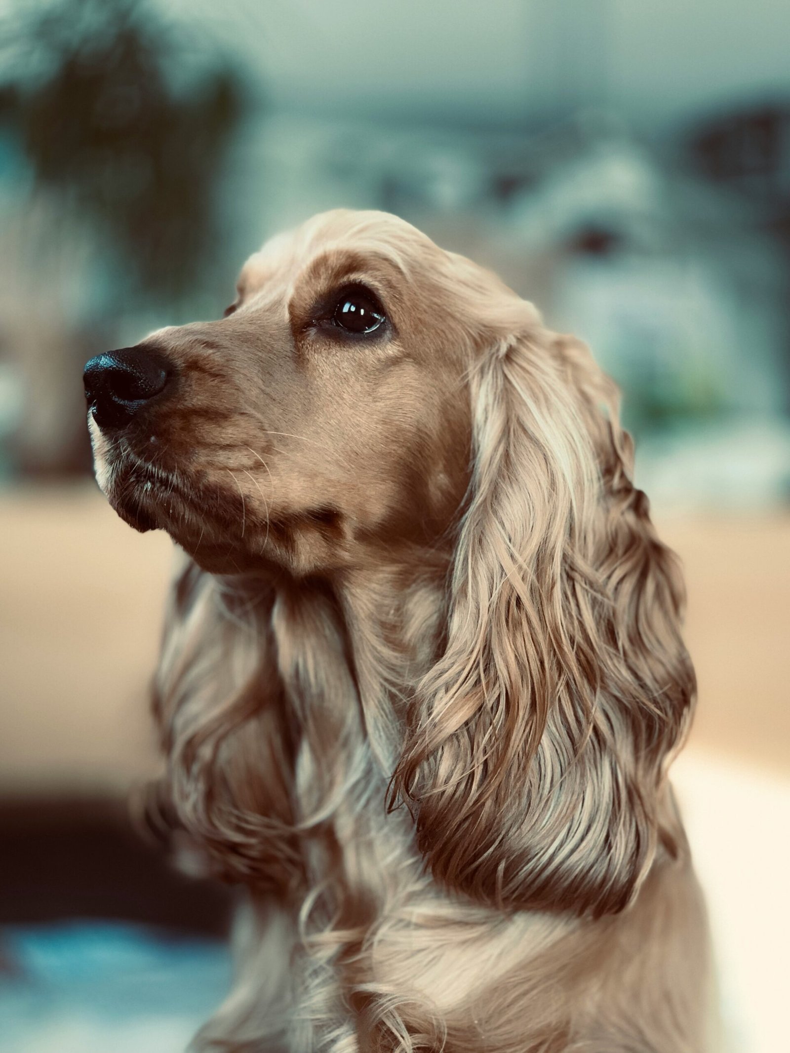 İngiliz Cocker Spaniel Cinsi Satılık Köpekler: Burkem Köpek Çiftliği’nde Sizi Bekliyor