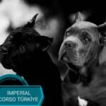 Burkem Köpek Çiftliği’nde A SCR Belgesine Sahip Satılık Toy Poodle Yavruları