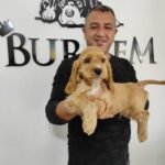 Chow Chow Cinsi Satılık Köpekler: Burkem Köpek Çiftliği’nden Kaliteli Dostlar