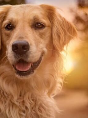 büyük köpek ırkları beslenme