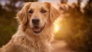 büyük köpek ırkları beslenme