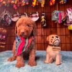 Toy Poodle ile Yaşam: Aile ve Çocuklarla Uyum