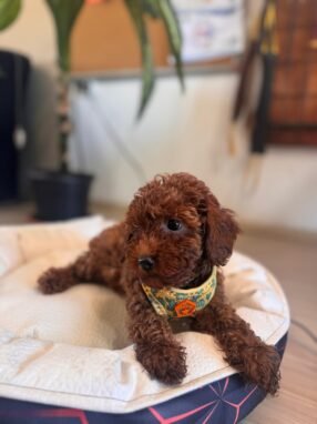 satılık toy poodle