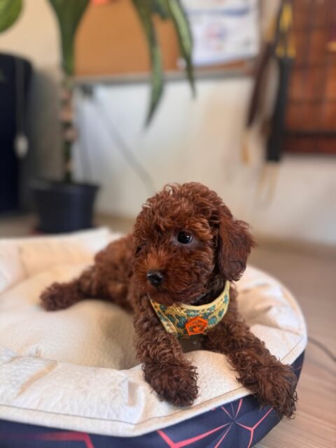 satılık toy poodle