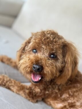 satılık toy poodle