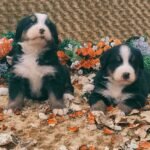 Burkem Köpek Çiftliği’nden Sevimli Bernese Mountain Dog Yavruları Satışta!