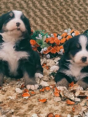 büyük ırk beslenme