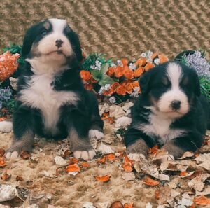 büyük ırk beslenme