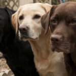 Sadık Patili Dostlarımız Olan Köpeklerimize Eğitim Vermenin Önemi