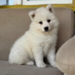 Burkem Köpek Çiftliği’nde Sosyalize Edilmiş Samoyed Yavruları