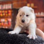 Burkem Köpek Çiftliği’nde Sosyalize Edilmiş Samoyed Yavruları