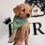 Evde Bakımı En Kolay Küçük Köpek Irkları