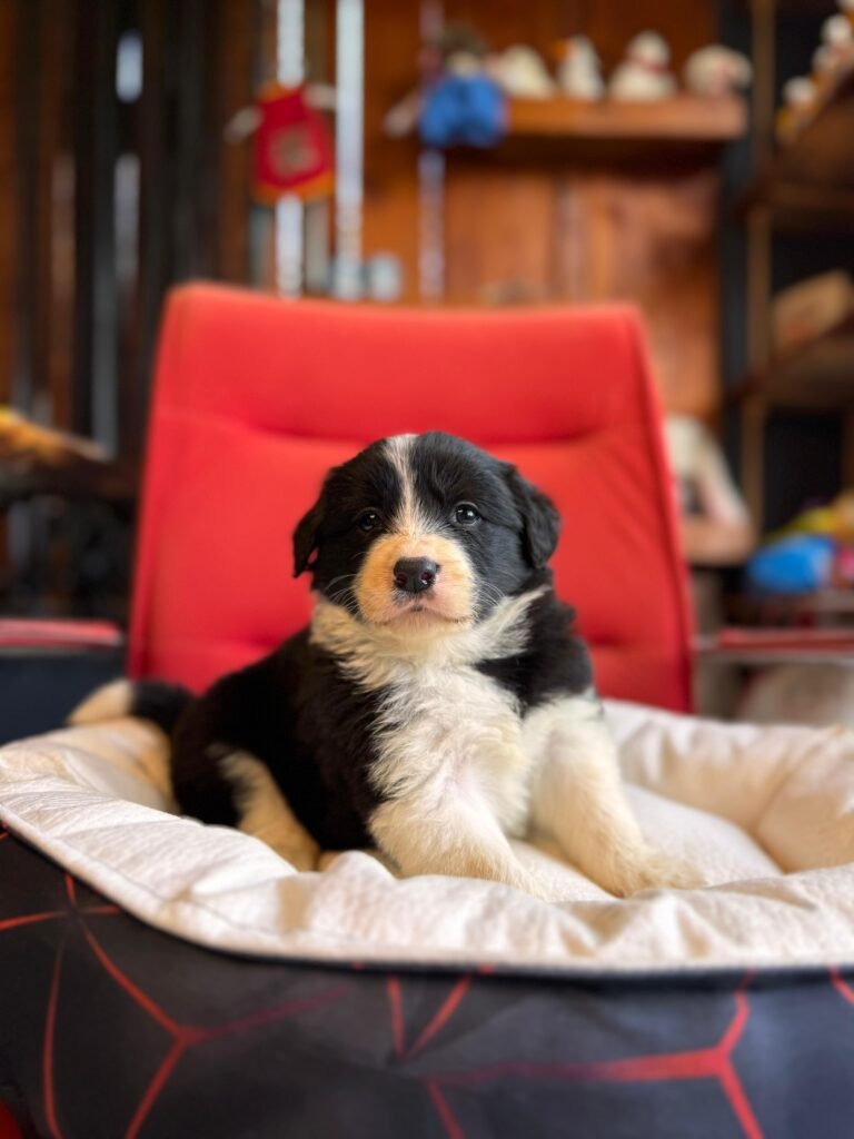 border collie yavruları bursa