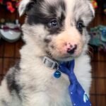 Evde Bakımı En Kolay Küçük Köpek Irkları