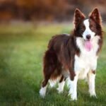 Büyük Köpek Irklarının Beslenme Tablosu