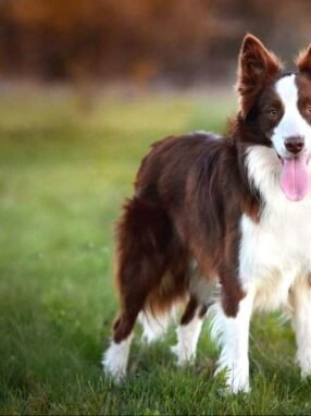 bordercollieshowline