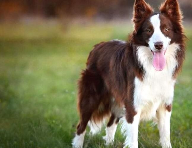 bordercollieshowline
