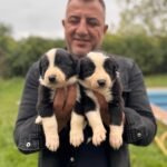 Büyük Irk Köpeğiniz için Balık Yağı Takviyesi: Faydaları ve Dozajı