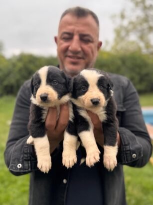 satılık border collie yavru