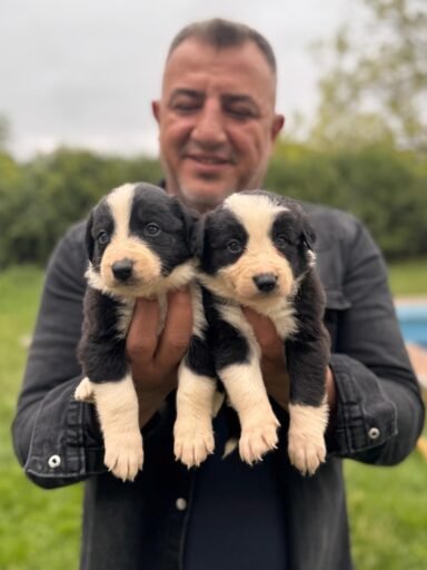 satılık border collie yavru
