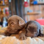 Renkleri ile Dikkat Çeken Border Collie Yavruları