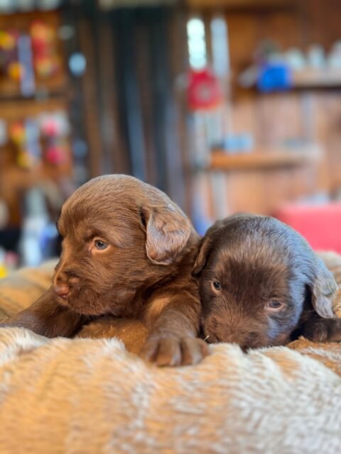 satılık labrador yavrusu